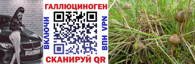 Купить  Сасово  Галлюциногенные грибы мицелий 